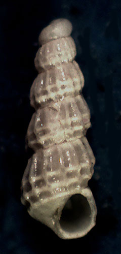 Chrysallida fenestrata?